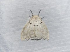 Psilochira lineata