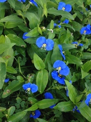 Commelina erecta