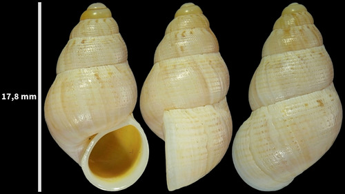 Leonia mammillaris