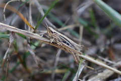 Euchorthippus elegantulus