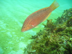 Pseudolabrus eoethinus