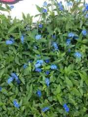 Commelina erecta