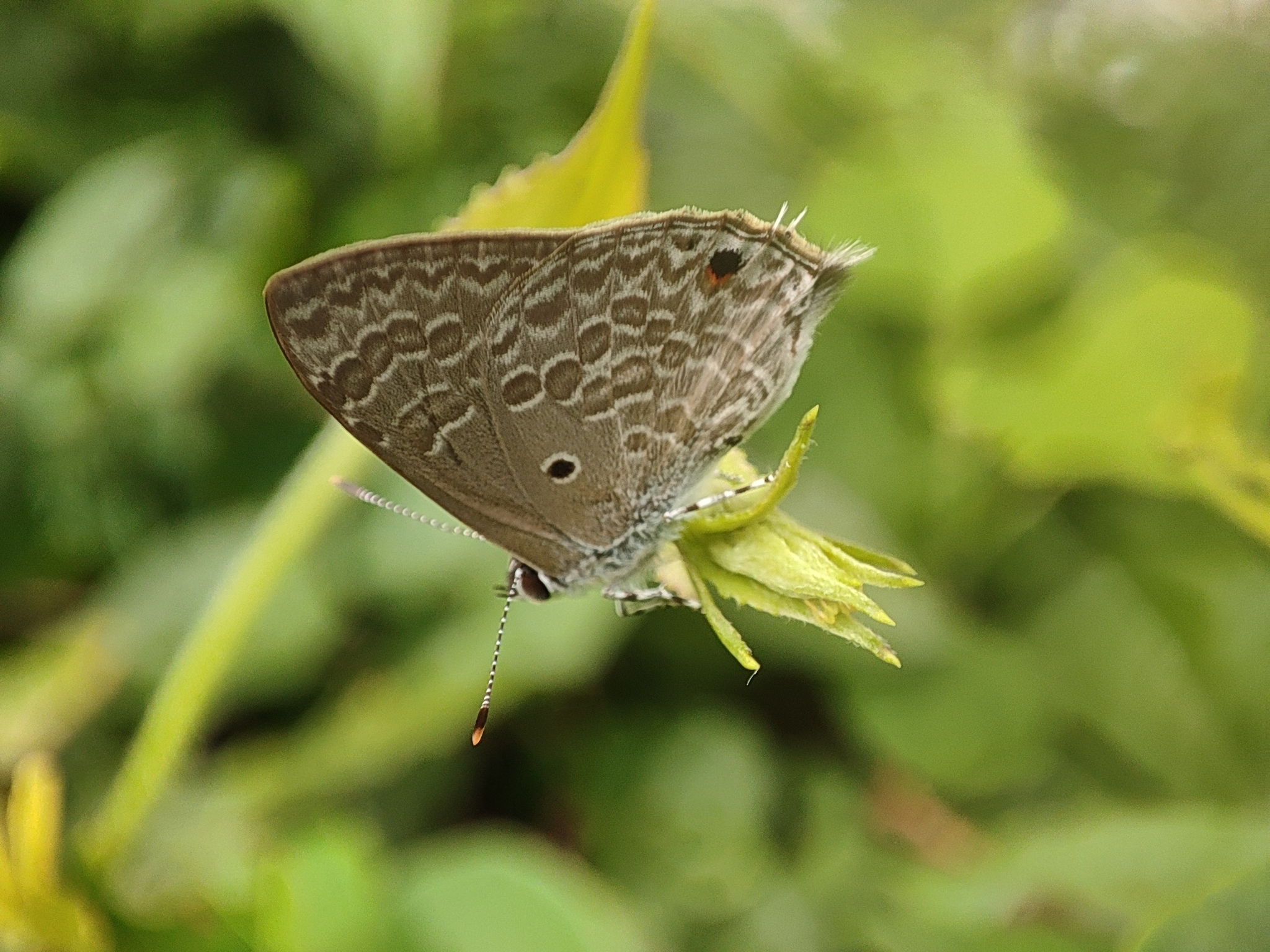 Pointed Ciliate Blue