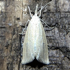 Eoreuma densellus