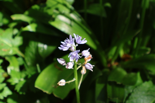 Scilla lilio-hyacinthus