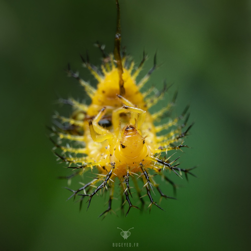 Squash Lady Beetle photographed in Georgia