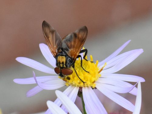 Phasia aurigera, photo 3 of 10