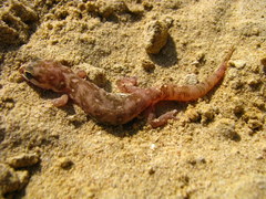Pachydactylus punctatus