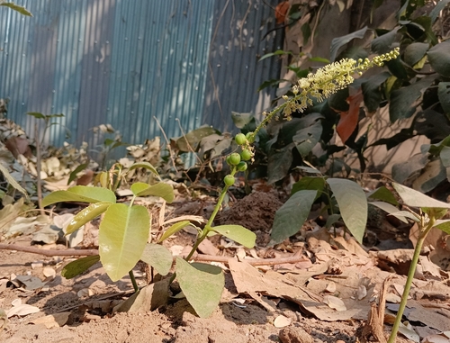 Croton persimilis observed 2025-03-07