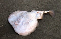 Torpedinidae