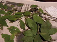 Eugenia venezuelensis