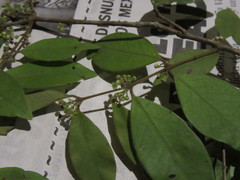 Eugenia venezuelensis