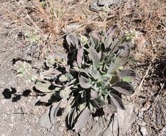 Phacelia egena