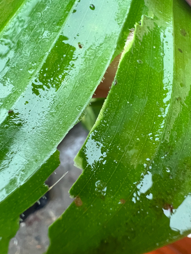 Goeppertia marantifolia, photograph 5