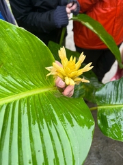 Goeppertia marantifolia, photograph Cy Stavros, CC BY, iNaturalist via GBIF
