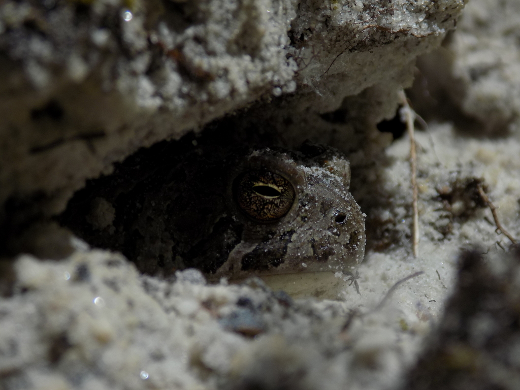 Rocky Mountain Toad in May 2025 by Hayden Al Harash. St. Charles County ...