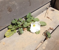 Ipomoea imperati