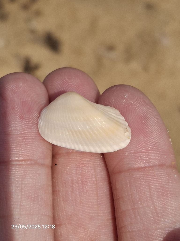 Sheldonella bisulcata