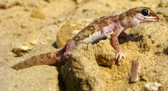 Pachydactylus punctatus