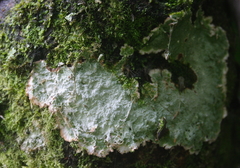 Herpothallon