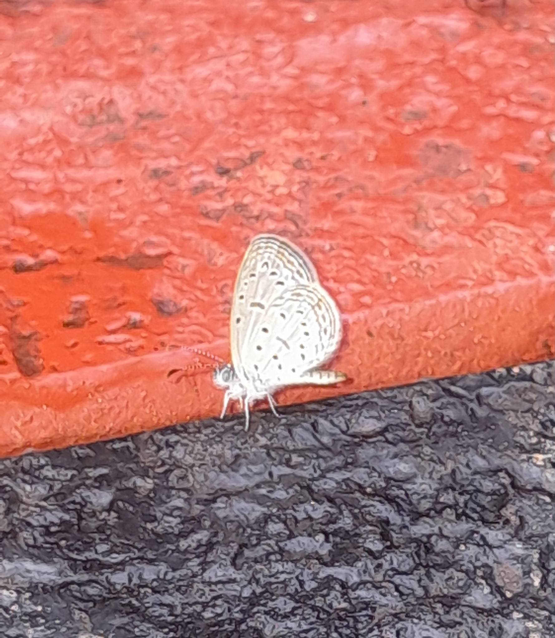 Tiny Grass Blue