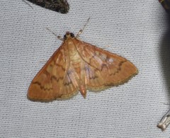 Psara dryalis