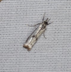 Microcrambus croesus