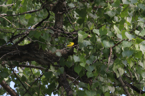 iNaturalist observation 2025-05-23