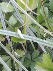 Cicadella