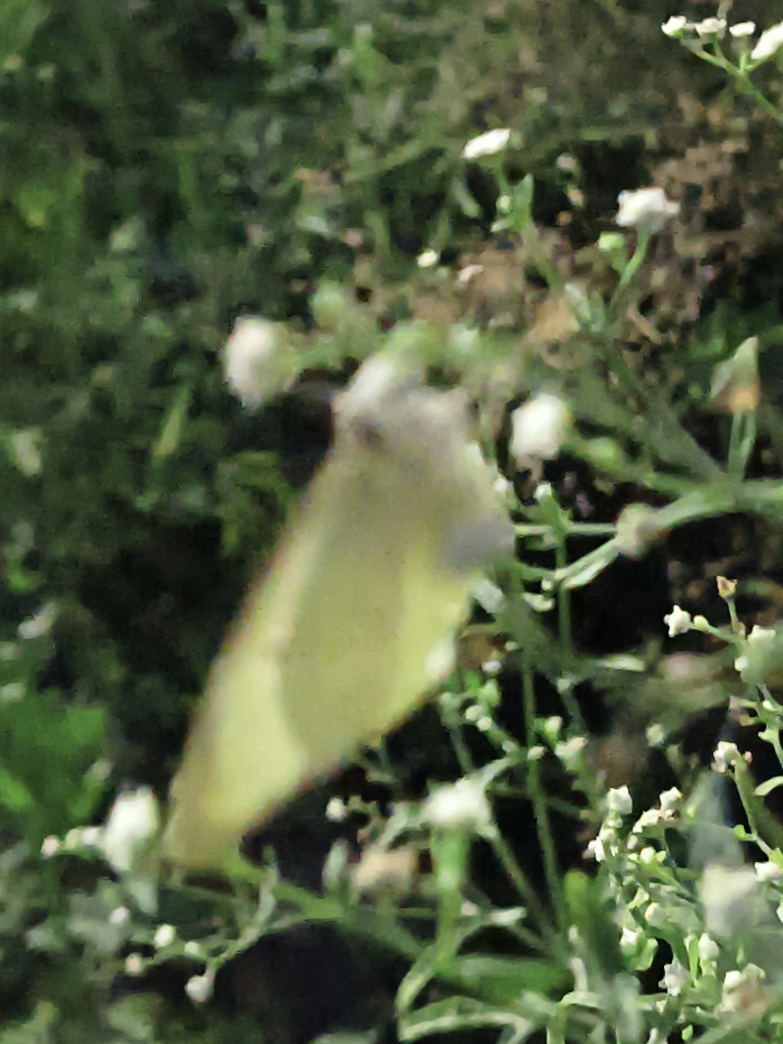 Mottled Emigrant