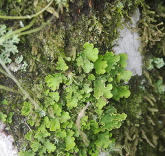 Crocodia