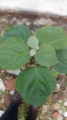 Cordia africana