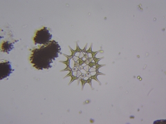 Hydrodictyaceae