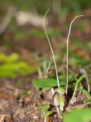 Corybas trilobus