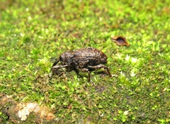 Heilipodus dorsosulcatus