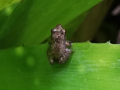 Eleutherodactylus johnstonei