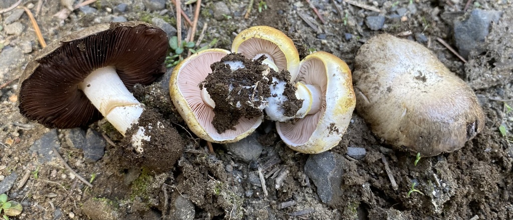 Agaricus sp. 'CA09'