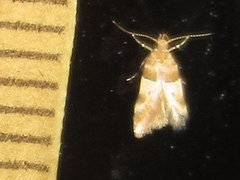 Theisoa constrictella