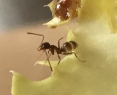 Linepithema humile