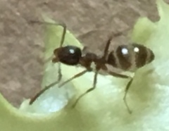Linepithema humile