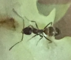 Linepithema humile