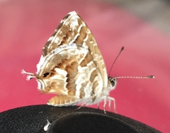 Cacyreus marshalli