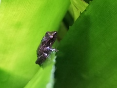 Eleutherodactylus johnstonei