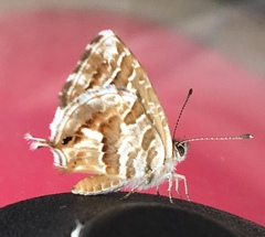 Cacyreus marshalli
