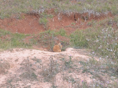 Marmota bobak