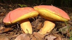 Hortiboletus campestris