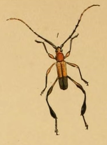 Callichromopsis