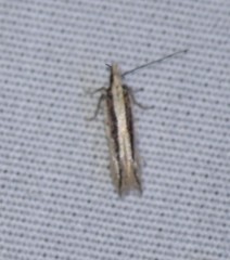 Megacraspedus plutella