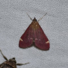 Pyrausta grotei