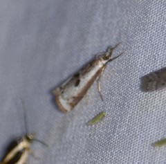 Microcrambus croesus